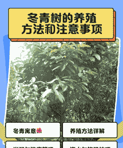 冬青树怎么养殖