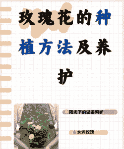 玟瑰花怎么养殖