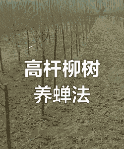 金蝉养殖树怎么种