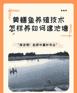 善鱼怎么养殖技术