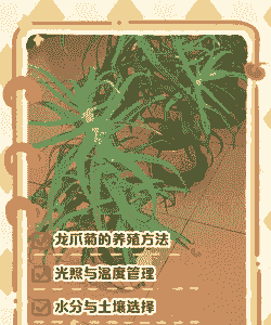 龙爪花怎么养殖
