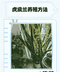 虎舌兰怎么养殖