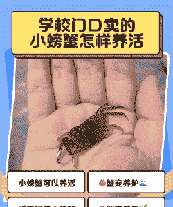 河蟹当宠物怎么养殖