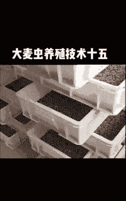 怎么养殖大麦虫合适