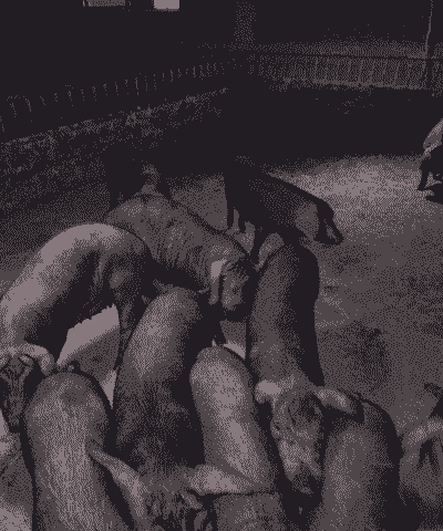 金寨黑毛猪怎么养殖