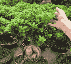 小人参榕树怎么养殖