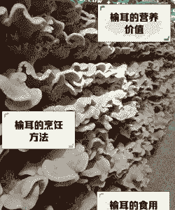 榆树木耳怎么养殖