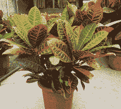 变叶花怎么养殖