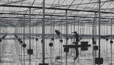 农田养殖龙虾怎么建设