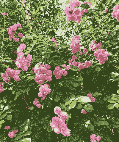 啬微花怎么养殖