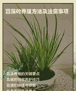 大菖蒲怎么养殖方法