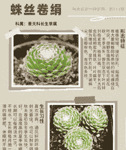 蛛丝卷绢怎么养殖