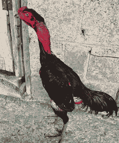 斗鸡养殖怎么样