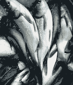 养殖鲢鱼怎么样