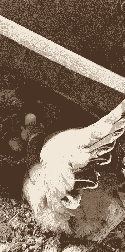 产蛋土鸡怎么养殖