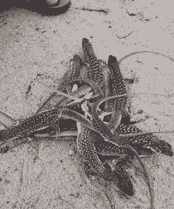 蜡皮蜥怎么养殖