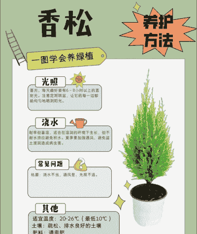 圣诞香松怎么养殖