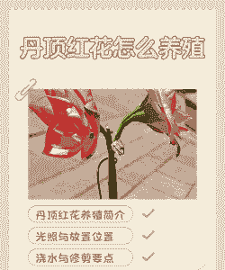 丹顶红花怎么养殖