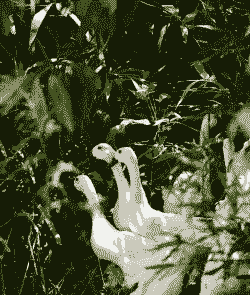 连城白鸭怎么养殖