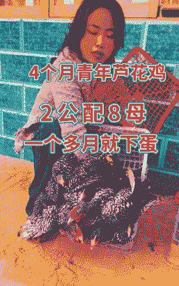 绿壳蛋鸡怎么养殖