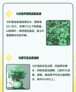 七叶莲怎么养殖