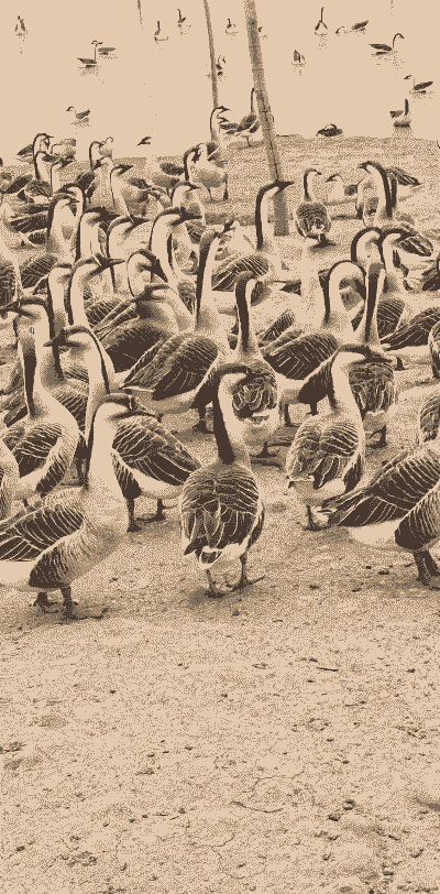 雁鹅怎么养殖技术