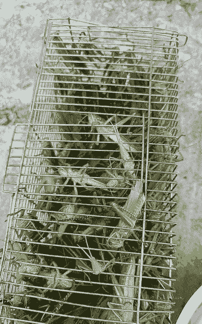 养殖的蚂蚱怎么逮