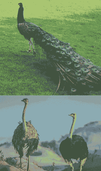 珍禽养殖怎么样