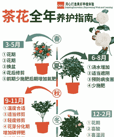 茶花怎么养殖方法图解