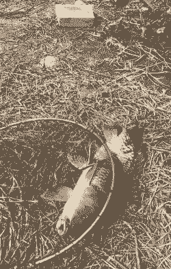 威海养殖鲤鱼怎么钓