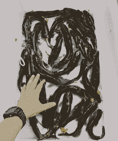 昂刺鱼怎么养殖