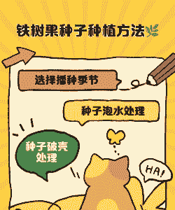 铁树种子怎么养殖