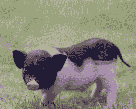 养殖小香猪怎么样