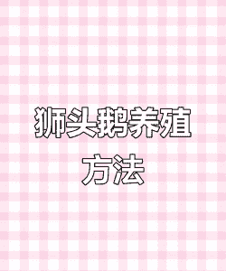 狮头鹅怎么养殖