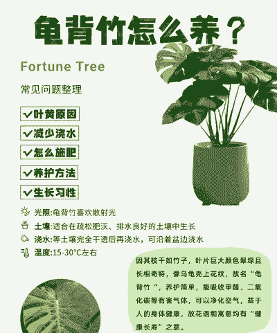 龟背竹怎么养殖