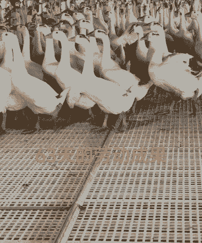 大鹅怎么养殖技术