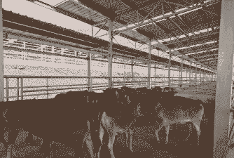 浙江肉牛养殖怎么选种好