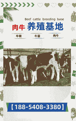 浙江肉牛养殖怎么选种子