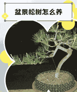 落叶松盆景怎么养殖