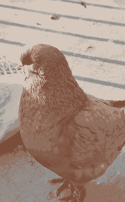 养殖元宝鸽怎么样