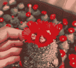 红色仙人球怎么养殖