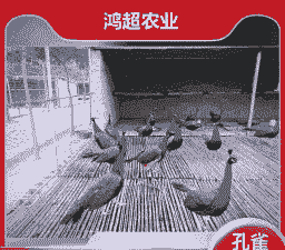 养殖蓝孔雀怎么样