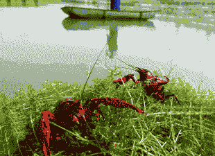 龙虾养殖前景怎么样