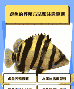 虎鱼苗怎么养殖跟喂养