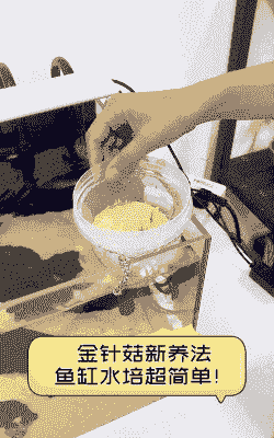 金针菇怎么养殖技术