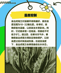 虎尾兰冬天怎么养殖