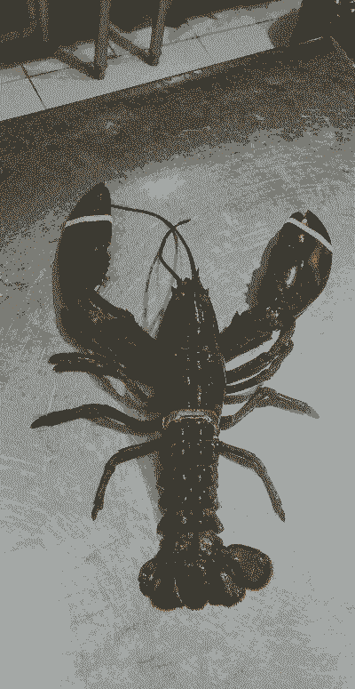 波士顿龙虾怎么养殖