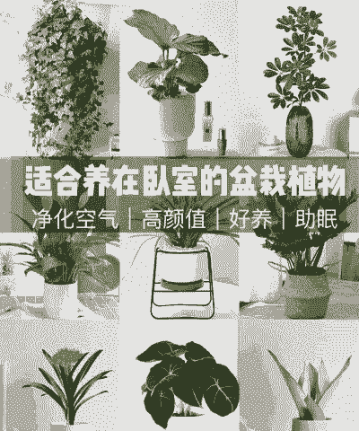 植物怎么放在卧室养殖上