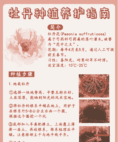 牡丹花冬天怎么养殖