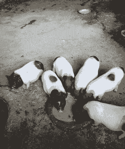 养殖巴马香猪怎么销售